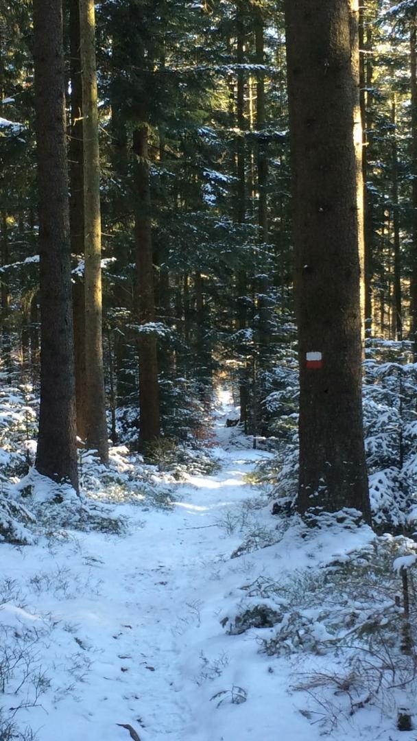 Landhotel Grosseiberhof Waldmünchen Eksteriør billede