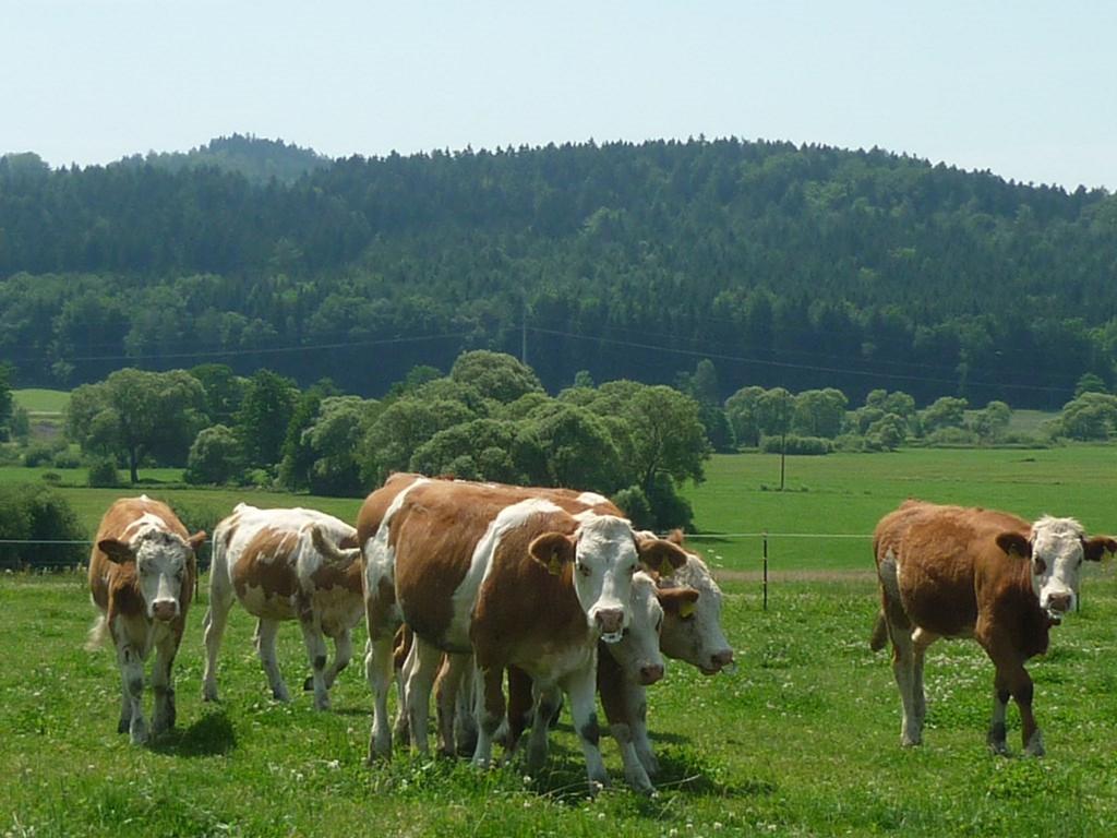 Landhotel Grosseiberhof Waldmünchen Eksteriør billede